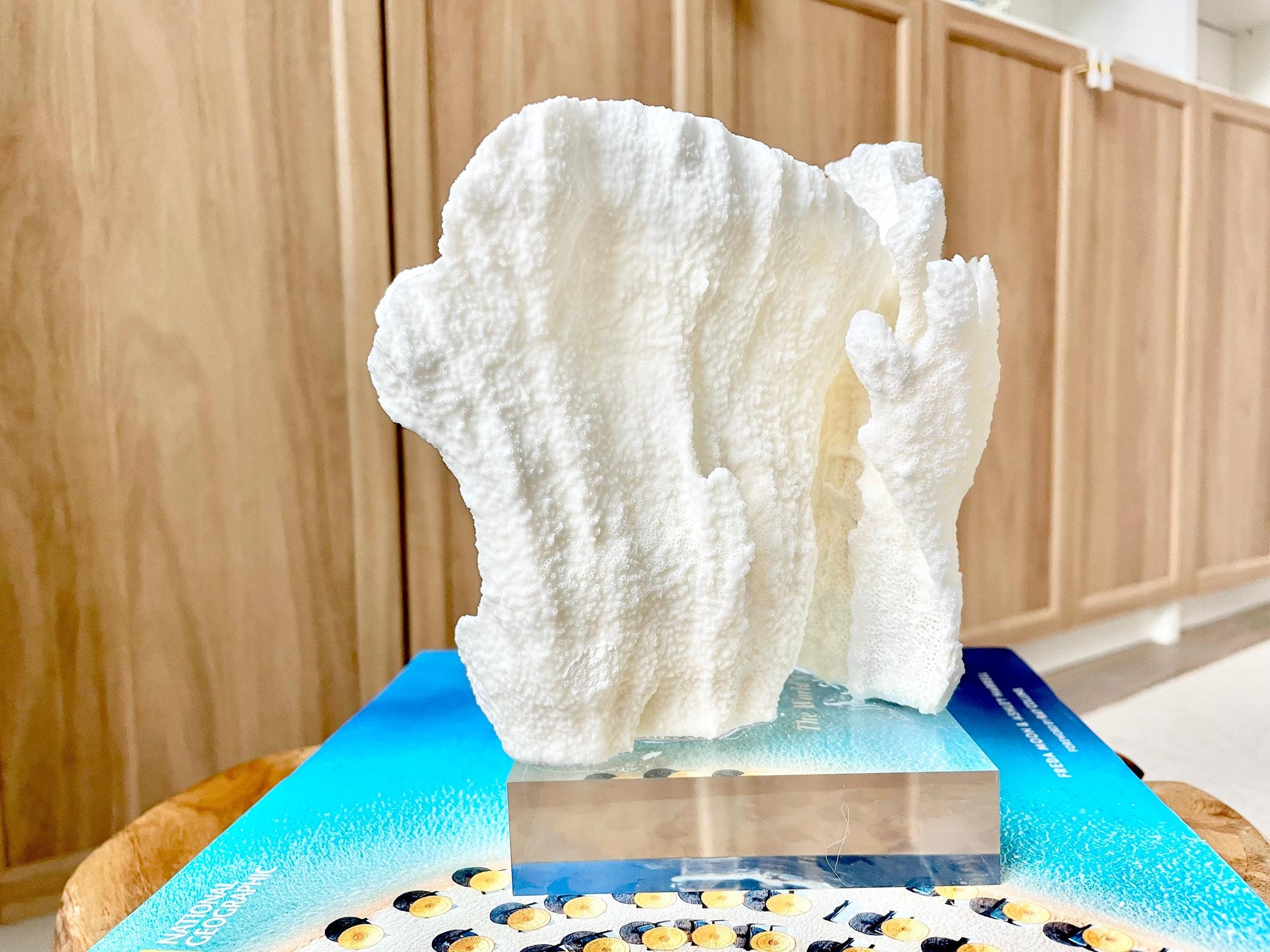 Mounted 6.5" Natural POCA CORAL Fossil Lucite Display Specimen Sculpture Ocean Art Decorative Coastal Beach Home Décor Wedding Gift White