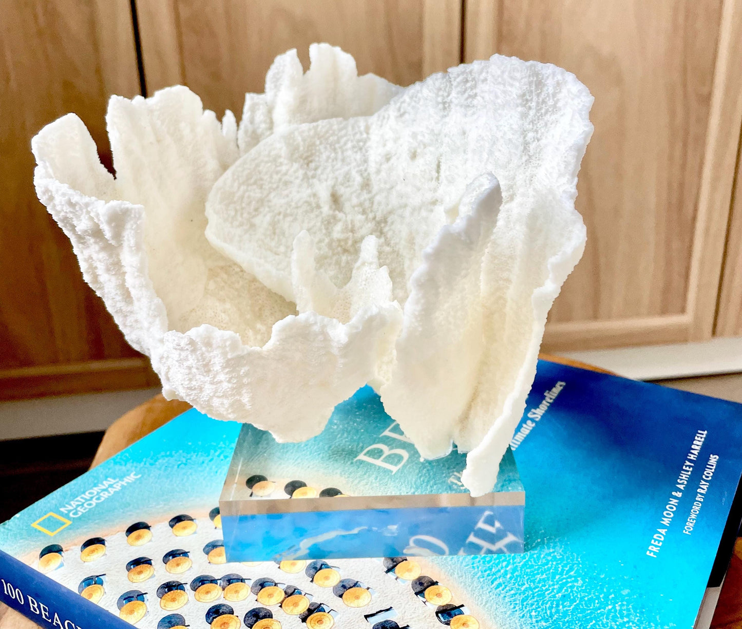 Mounted 6.5" Natural POCA CORAL Fossil Lucite Display Specimen Sculpture Ocean Art Decorative Coastal Beach Home Décor Wedding Gift White