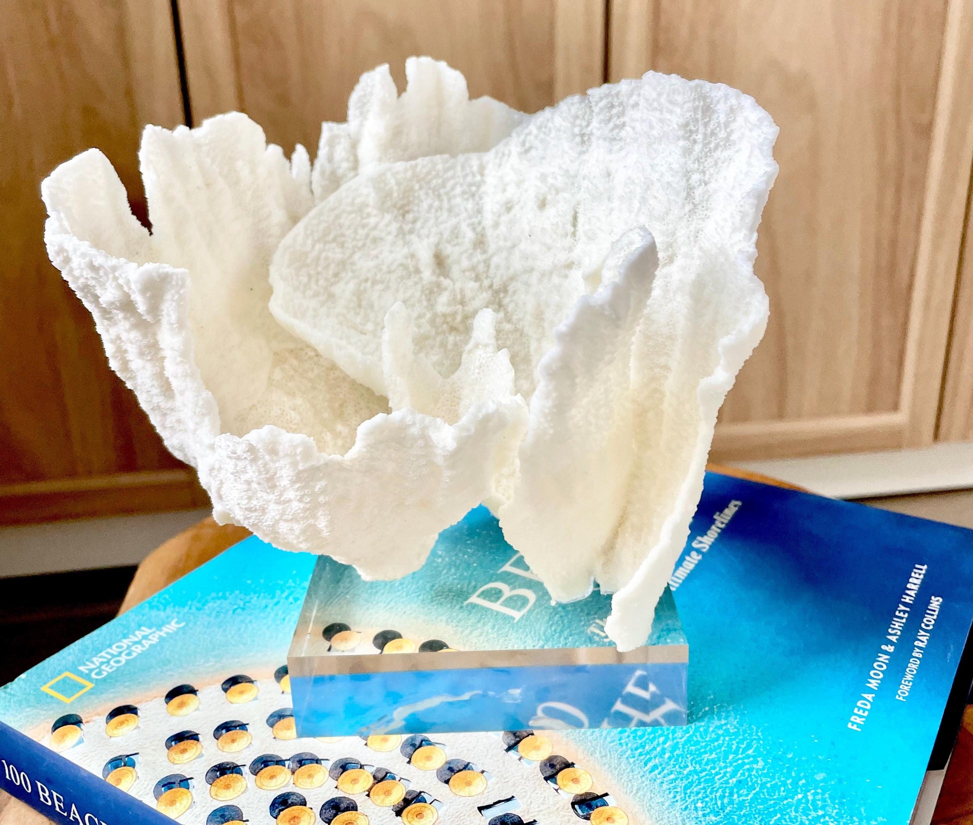 Mounted 6.5" Natural POCA CORAL Fossil Lucite Display Specimen Sculpture Ocean Art Decorative Coastal Beach Home Décor Wedding Gift White