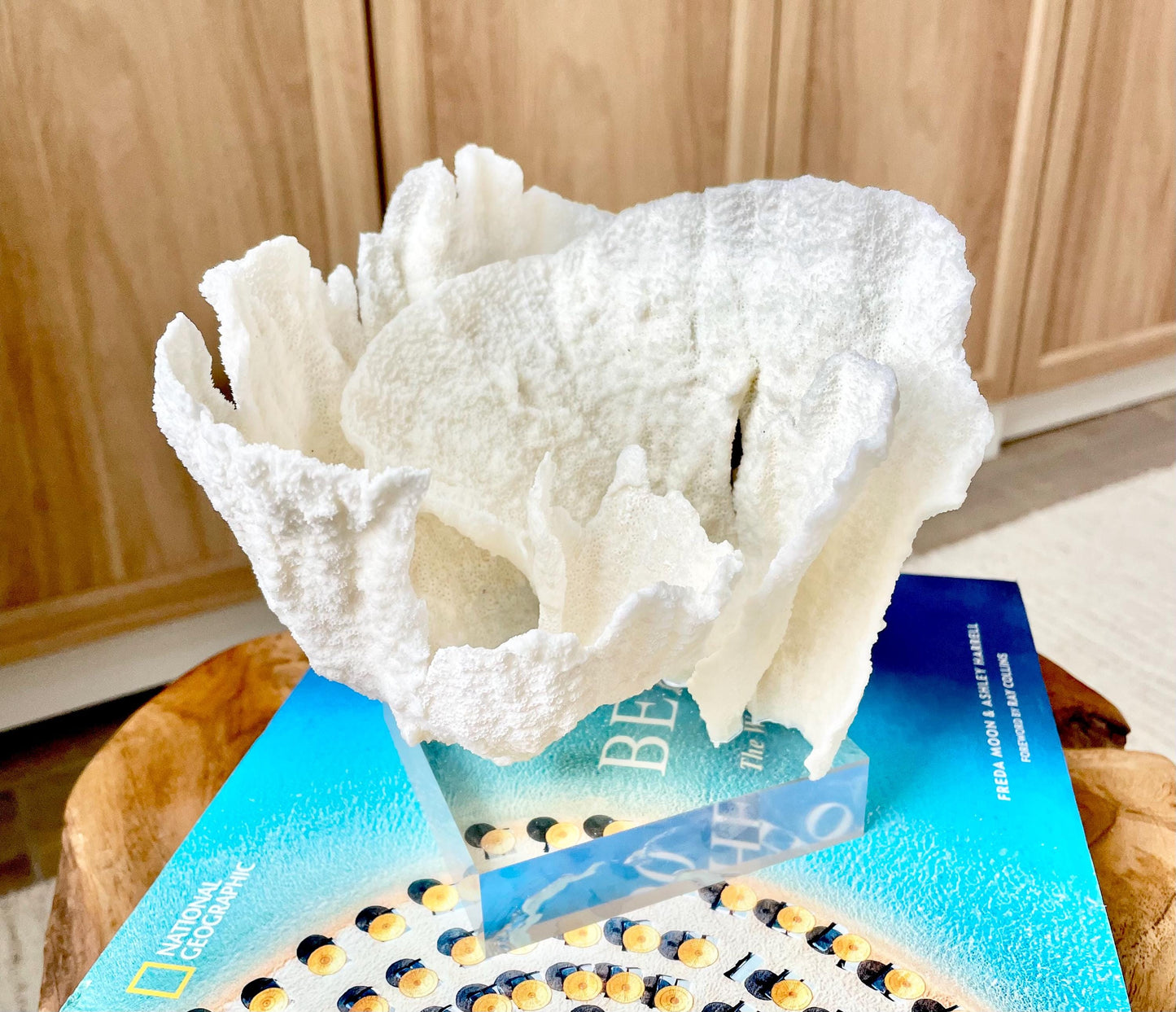Mounted 6.5" Natural POCA CORAL Fossil Lucite Display Specimen Sculpture Ocean Art Decorative Coastal Beach Home Décor Wedding Gift White