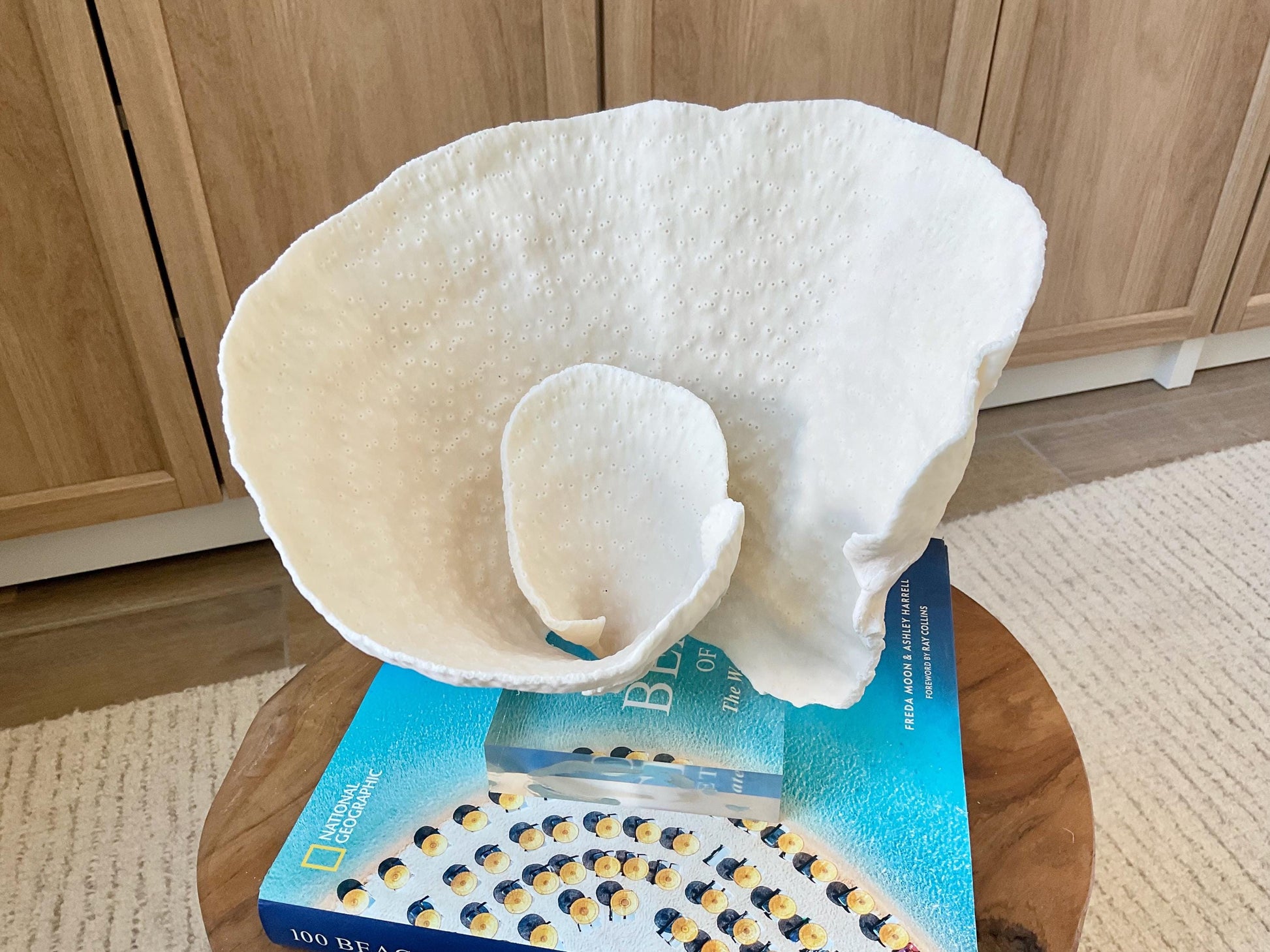 Natural Ocean Sculptural SPIRAL CUP CORAL 9" Wide Mounted On Clear Lucite Base Genuine Display Decorative Coastal Beach Home Décor Gift