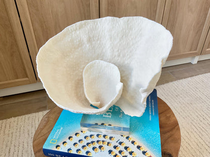 Natural Ocean Sculptural SPIRAL CUP CORAL 9" Wide Mounted On Clear Lucite Base Genuine Display Decorative Coastal Beach Home Décor Gift