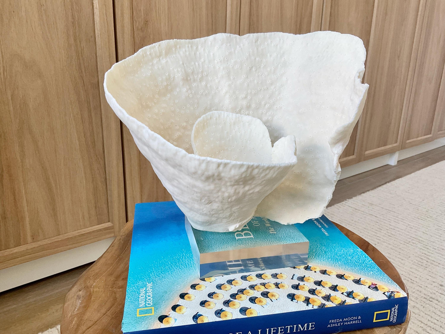 Natural Ocean Sculptural SPIRAL CUP CORAL 9" Wide Mounted On Clear Lucite Base Genuine Display Decorative Coastal Beach Home Décor Gift