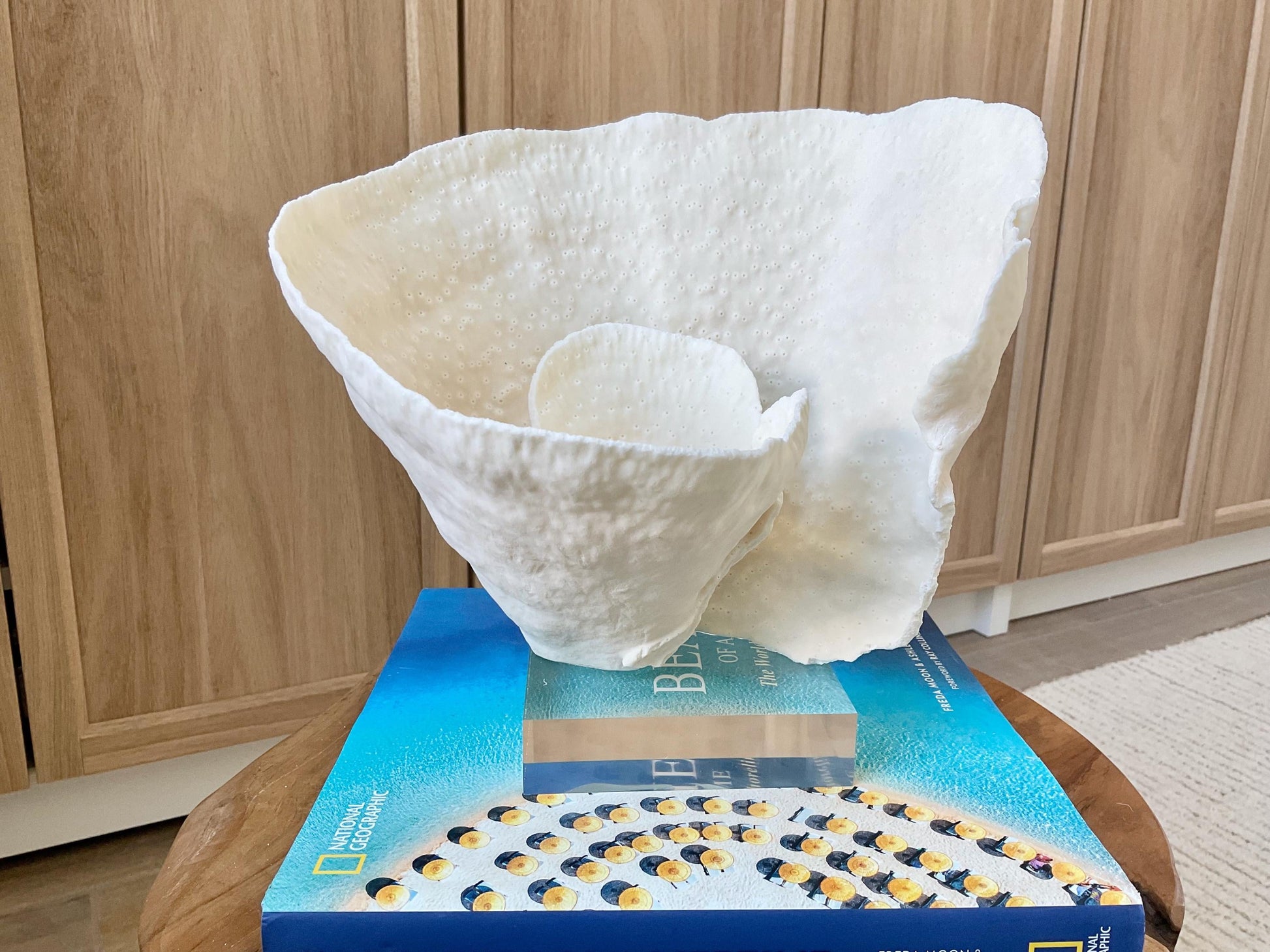 Natural Ocean Sculptural SPIRAL CUP CORAL 9" Wide Mounted On Clear Lucite Base Genuine Display Decorative Coastal Beach Home Décor Gift