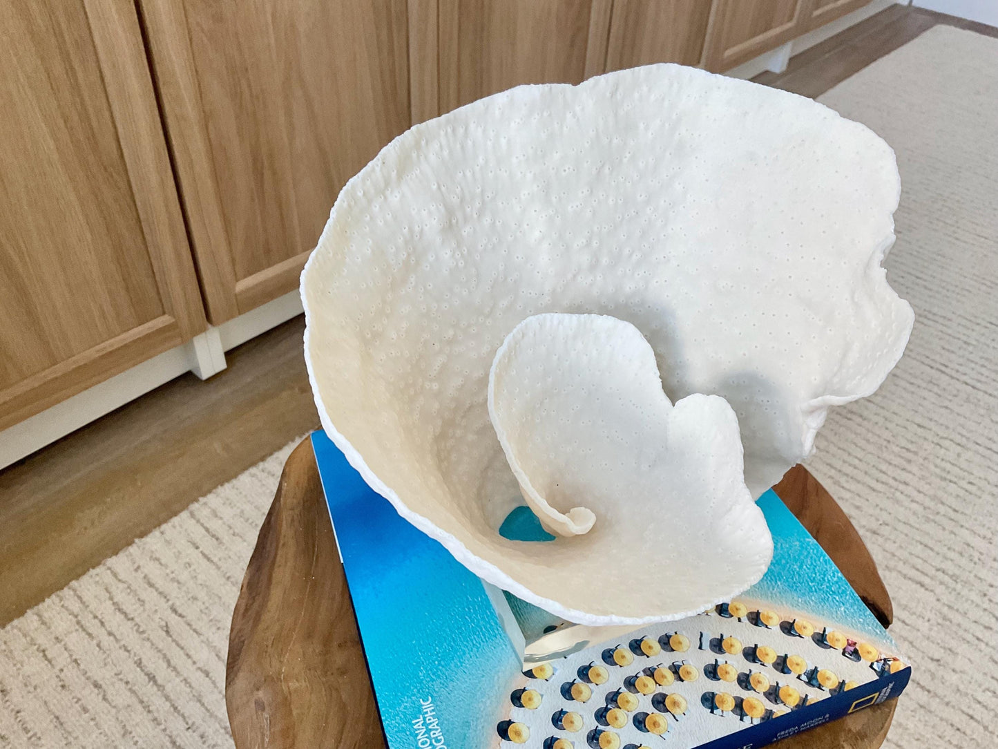 Natural Ocean Sculptural SPIRAL CUP CORAL 9" Wide Mounted On Clear Lucite Base Genuine Display Decorative Coastal Beach Home Décor Gift