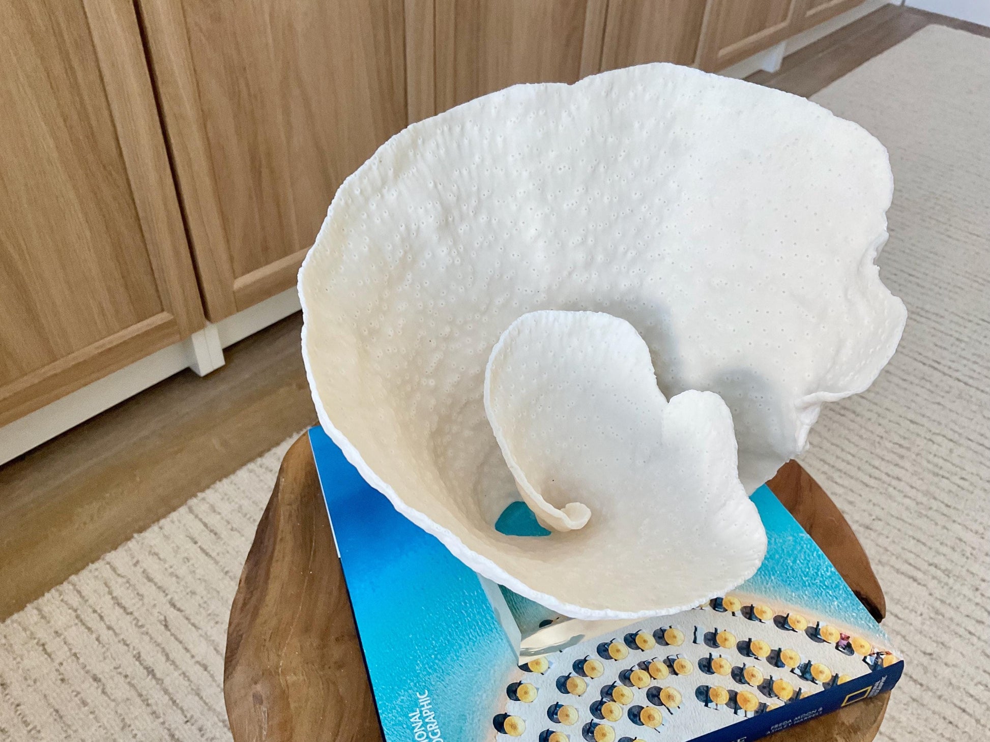 Natural Ocean Sculptural SPIRAL CUP CORAL 9" Wide Mounted On Clear Lucite Base Genuine Display Decorative Coastal Beach Home Décor Gift