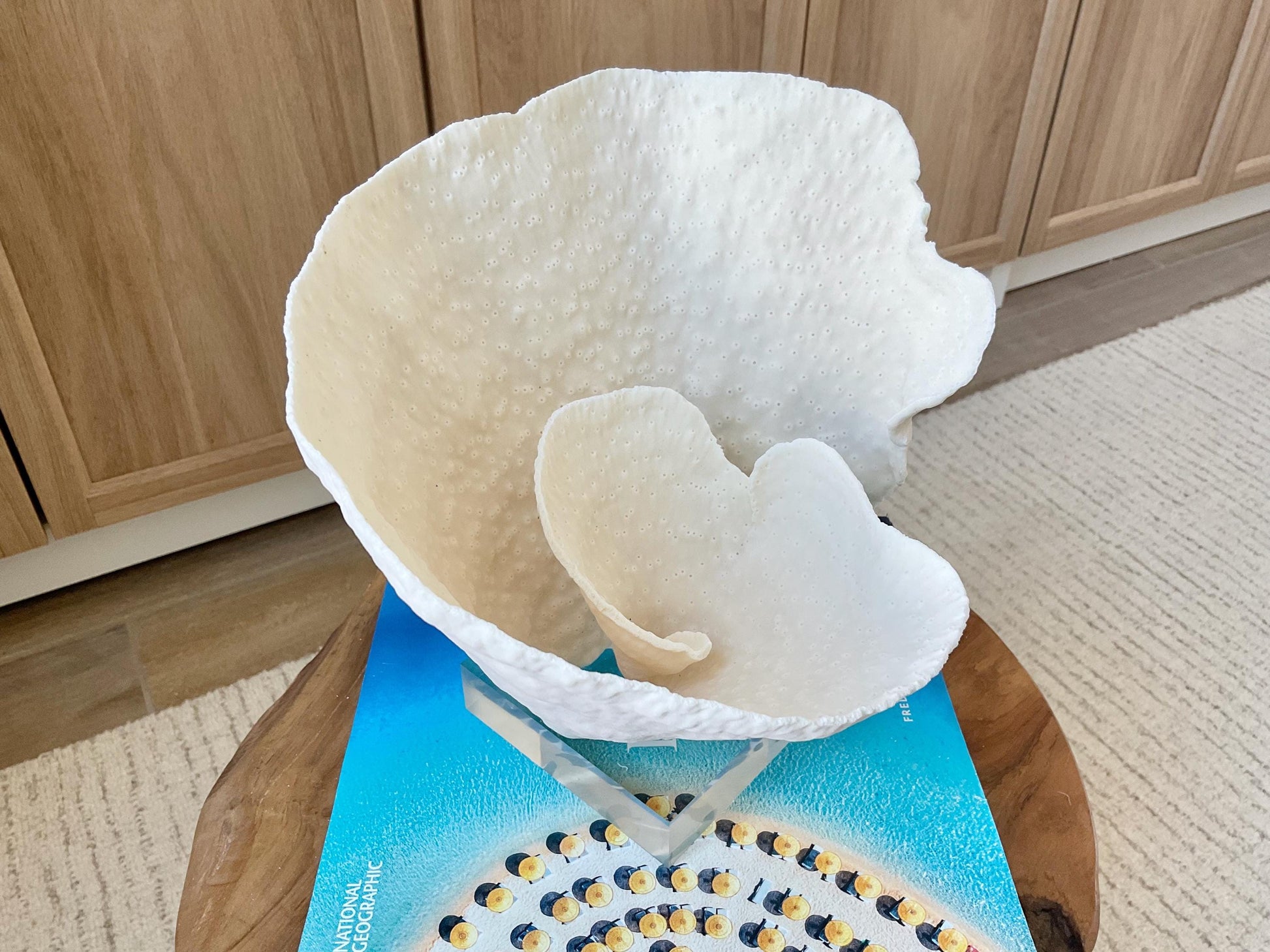 Natural Ocean Sculptural SPIRAL CUP CORAL 9" Wide Mounted On Clear Lucite Base Genuine Display Decorative Coastal Beach Home Décor Gift