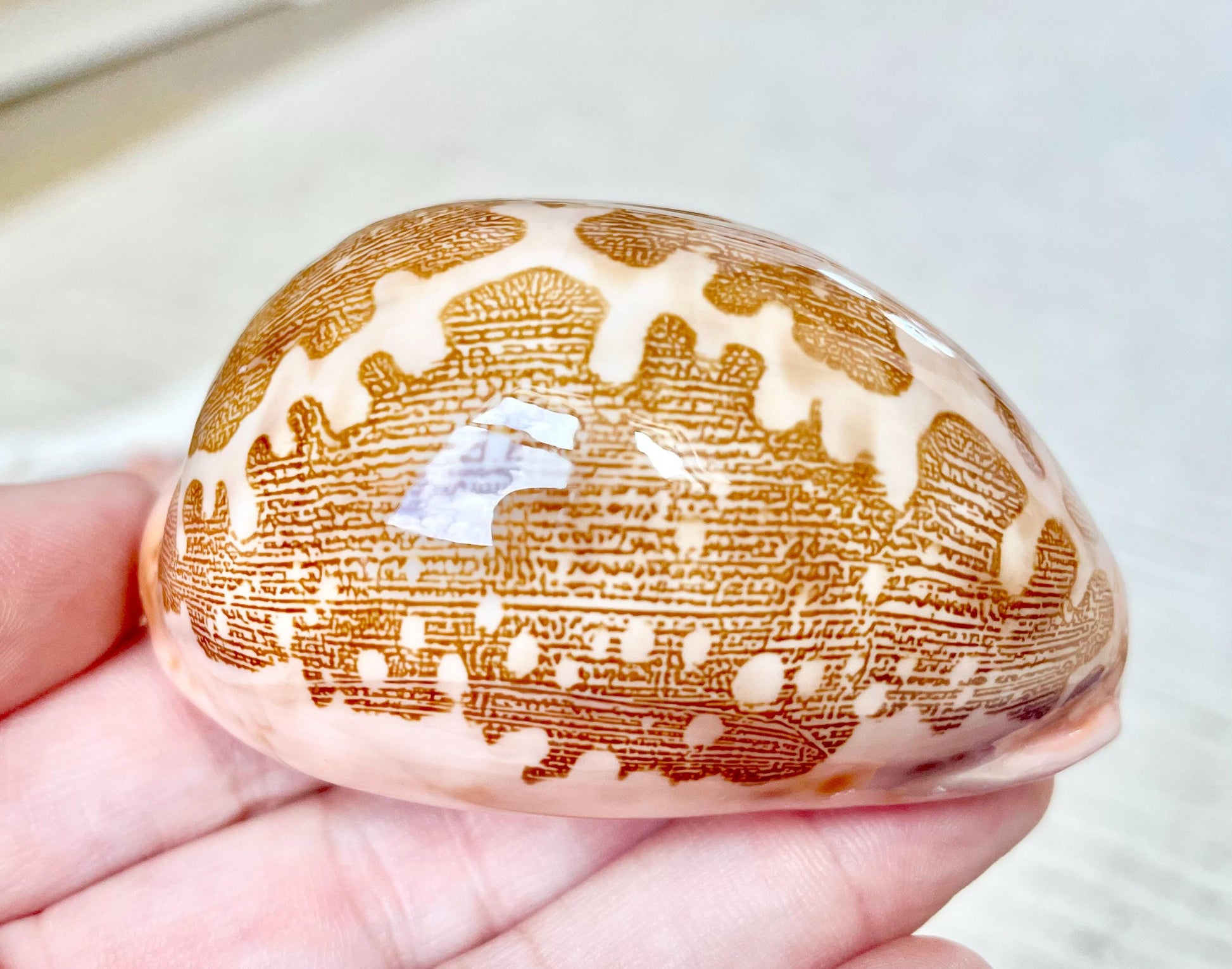 ANCIENT MAP COWRIE Shell 2.5-3" Polished Brown Pink Seashell Home Beach Coastal Décor