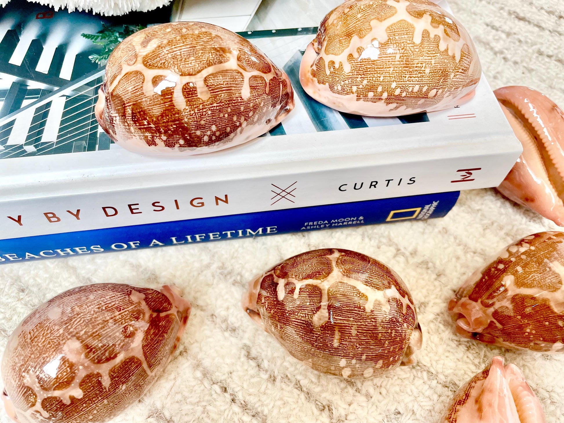 ANCIENT MAP COWRIE Shell 2.75-3" Long Naturally Polished Brown Pink Seashell Home Beach Coastal Décor Cypraea Mappa