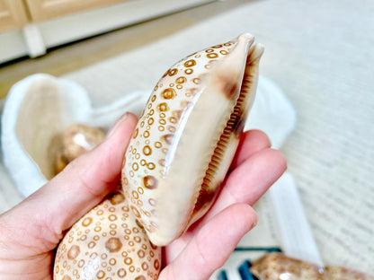 Eyed Cowrie Shell, 3-3.5" Beige Brown Glossy Seashell, Coastal Decor