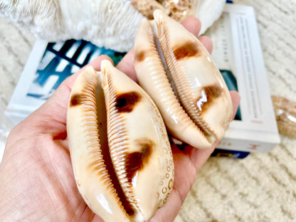 Eyed Cowrie Seashell Shell 3-3.5" Long Glossy Collectors Specimen Home Beach Nautical Coastal Décor Cypraea Argus Beige Brown Evil Eye