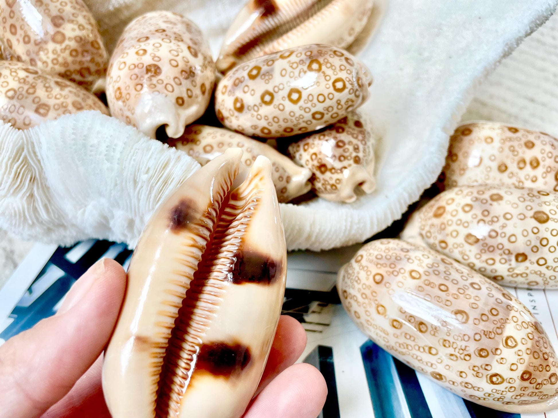 Eyed Cowrie Seashell Shell 3-3.5" Long Glossy Collectors Specimen Home Beach Nautical Coastal Décor Cypraea Argus Beige Brown Evil Eye