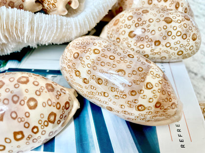 Eyed Cowrie Seashell Shell 3-3.5" Long Glossy Collectors Specimen Home Beach Nautical Coastal Décor Cypraea Argus Beige Brown Evil Eye