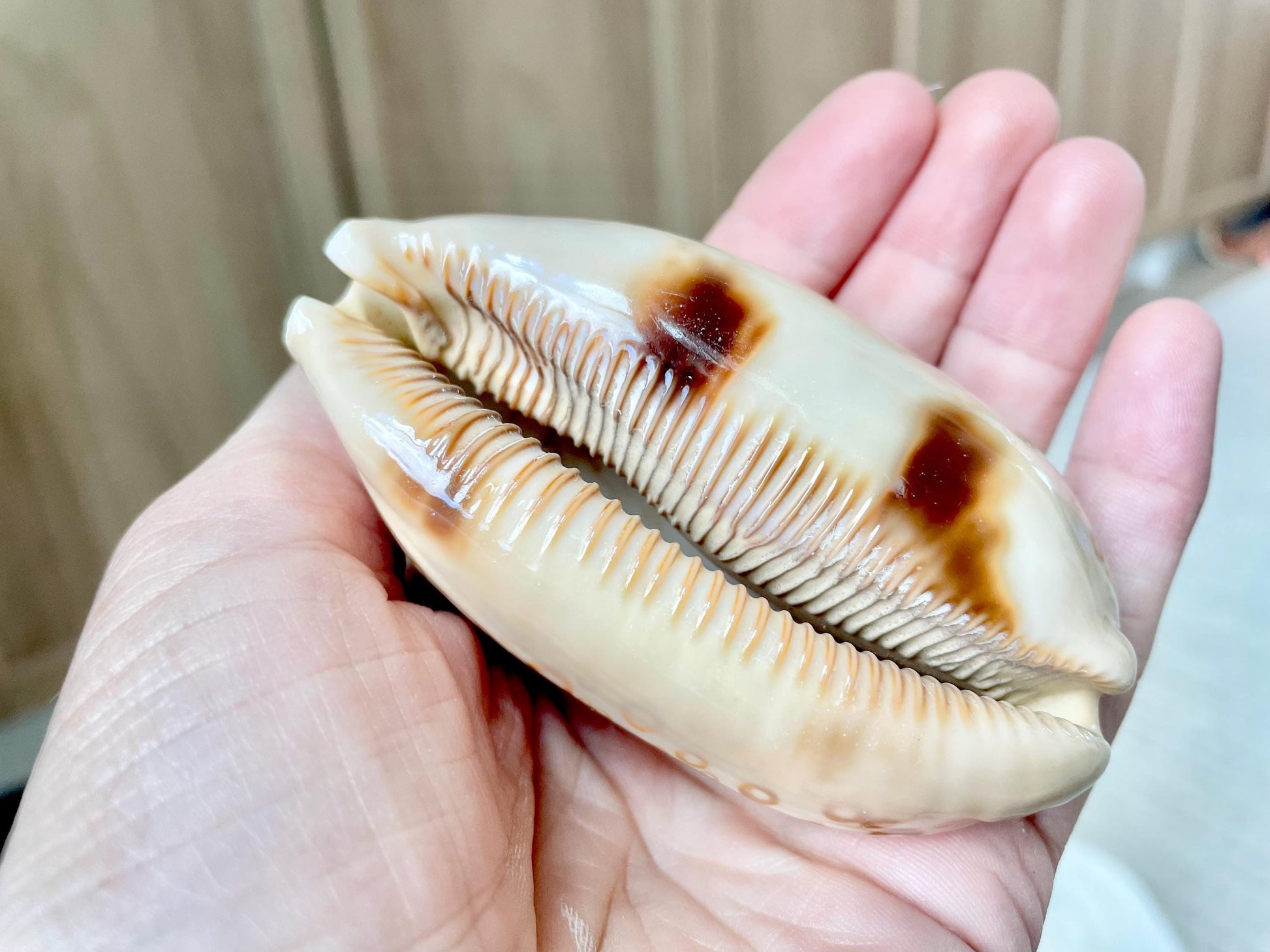 Eyed Cowrie Shell, 3-3.5" Beige Brown Glossy Seashell, Coastal Decor