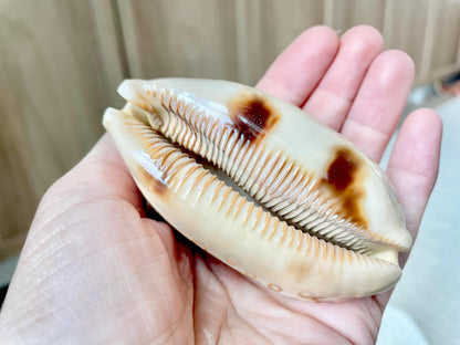 Eyed Cowrie Shell, 3-3.5" Beige Brown Glossy Seashell, Coastal Decor