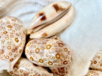 EYED COWRIE SHELL 3-3.5" Long Natural Beige Brown Glossy Display Seashell Beach Coastal Décor Cypraea Argus Evil Eye