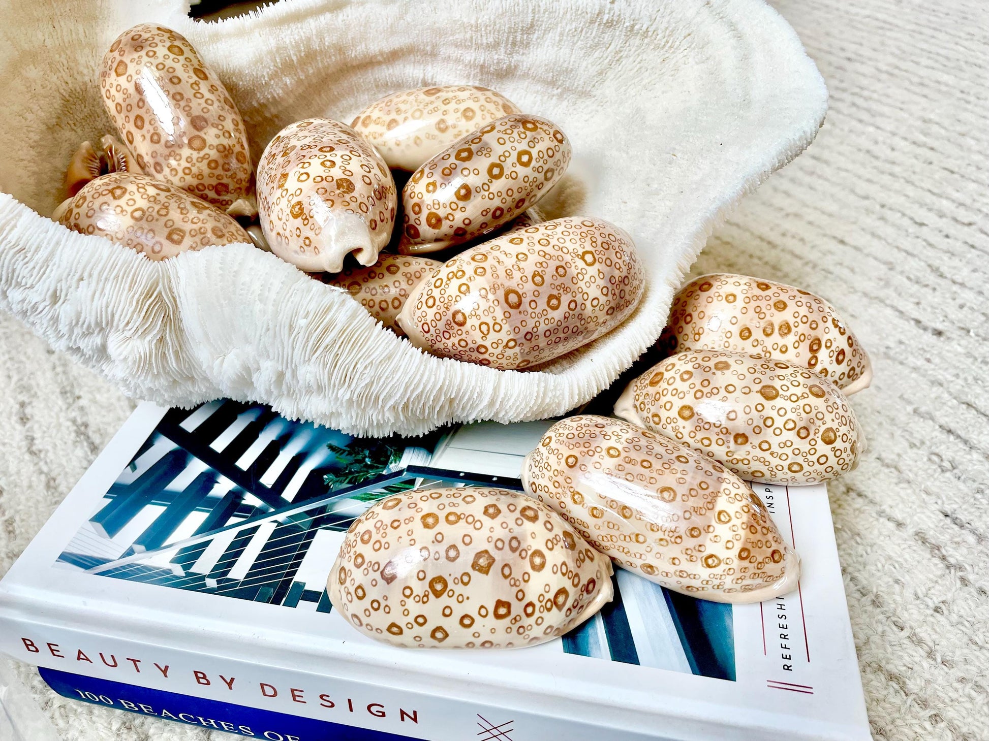 Eyed Cowrie Seashell Shell 3-3.5" Long Glossy Collectors Specimen Home Beach Nautical Coastal Décor Cypraea Argus Beige Brown Evil Eye