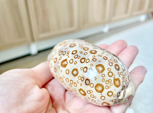 EYED COWRIE SHELL 3-3.5" Long Natural Beige Brown Glossy Display Seashell Beach Coastal Décor Cypraea Argus Evil Eye