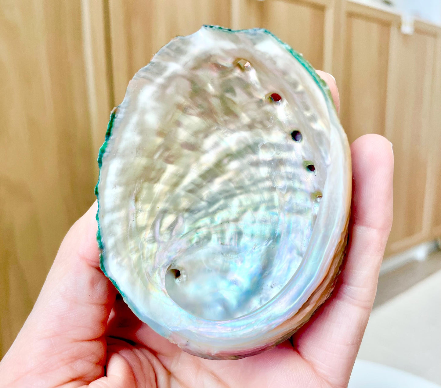 BANDED CHINO ABALONE Shells Rare 3" Natural Green Red Orange Striped Coastal Décor Ocean Specimen Collectable Display