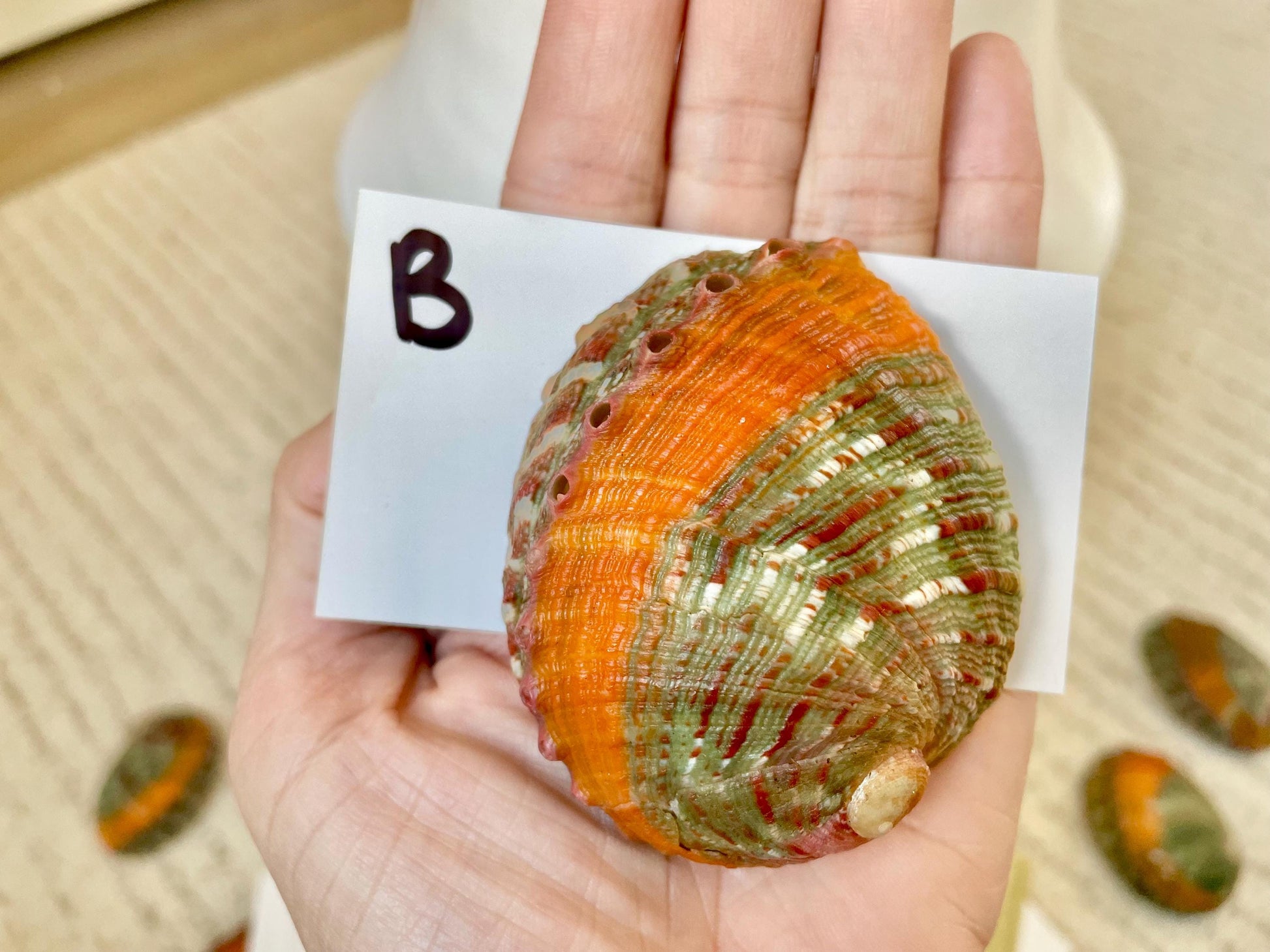 BANDED CHINO ABALONE Shells Rare 3" Natural Green Red Orange Striped Coastal Décor Ocean Specimen Collectable Display