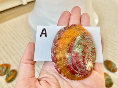 BANDED CHINO ABALONE Shells Rare 3" Natural Green Red Orange Striped Coastal Décor Ocean Specimen Collectable Display