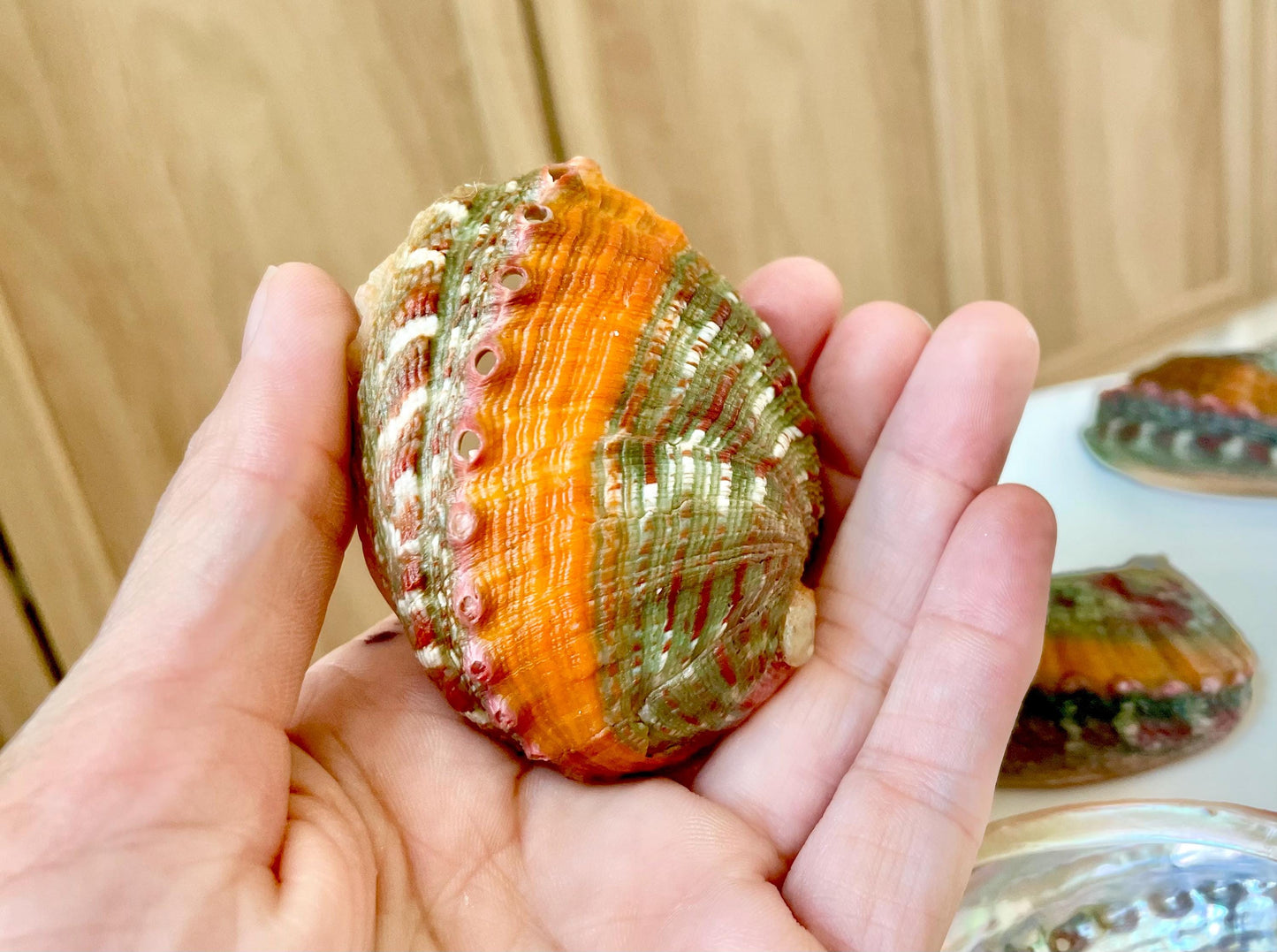 BANDED CHINO ABALONE Shells Rare 3-3.5" Natural Green Red Orange Striped Coastal Décor Ocean Specimen Collectable Display