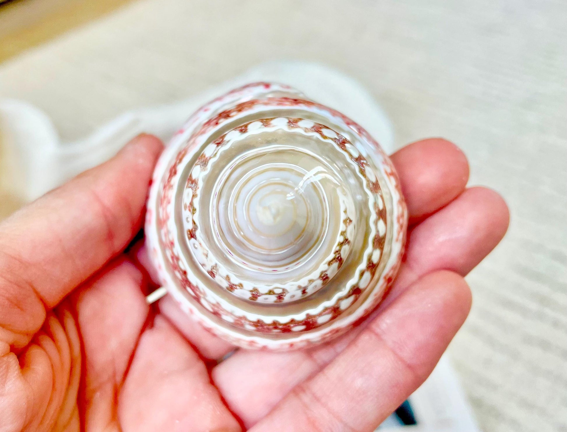 100% Real Banded Strawberry Top Shell Seashell Pink White Silver Striped Pyramid Trochus Display 2.5-2.75" Home Beach Décor Hermit Crab