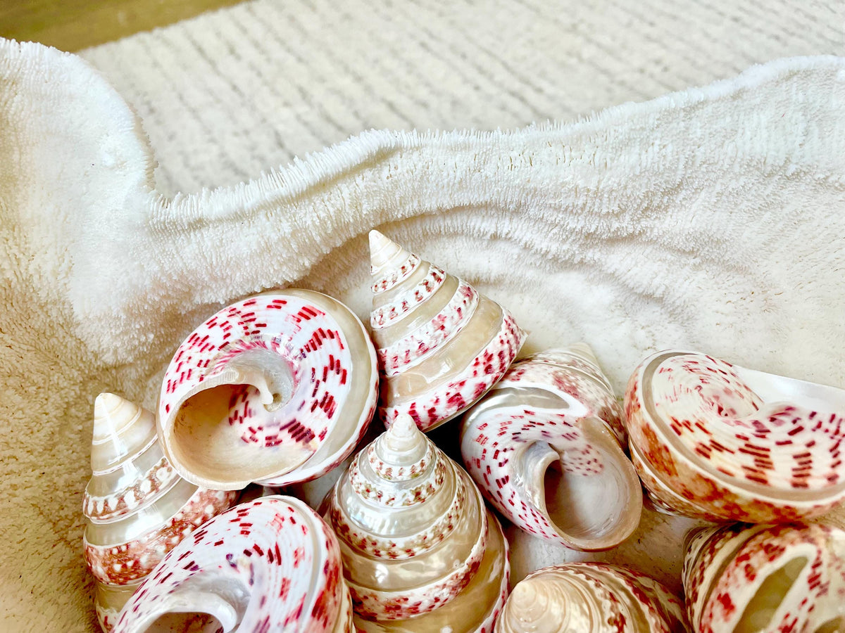 BANDED STRAWBERRY TOP Shells 2.5-2.75" Pink White Striped Trochus Seashell