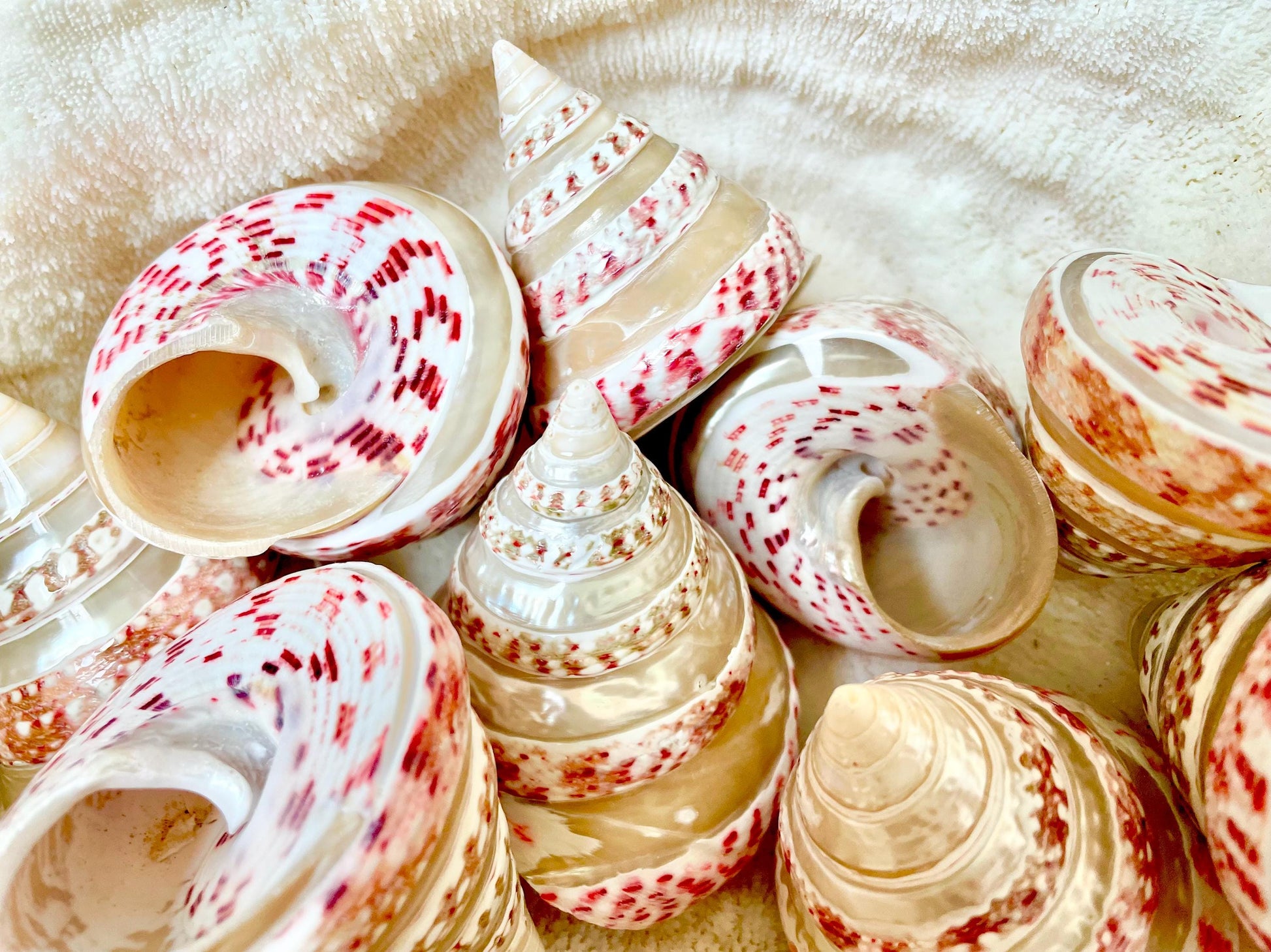 BANDED STRAWBERRY TOP Shells 2.5-2.75" Pink White Striped Trochus Seashell