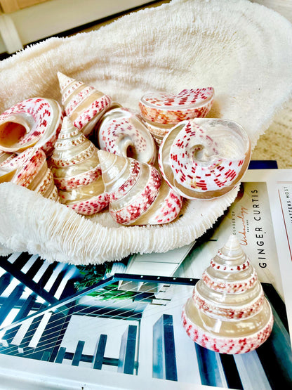 100% Real Banded Strawberry Top Shell Seashell Pink White Silver Striped Pyramid Trochus Display 2.5-2.75" Home Beach Décor Hermit Crab