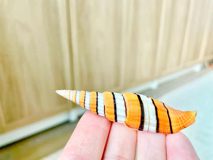 RIBBONED MITER SHELLS X-Large 2-3" Mitre Seashell Vexillum Citrinum Orange White Black Display Specimen Collectible Coastal