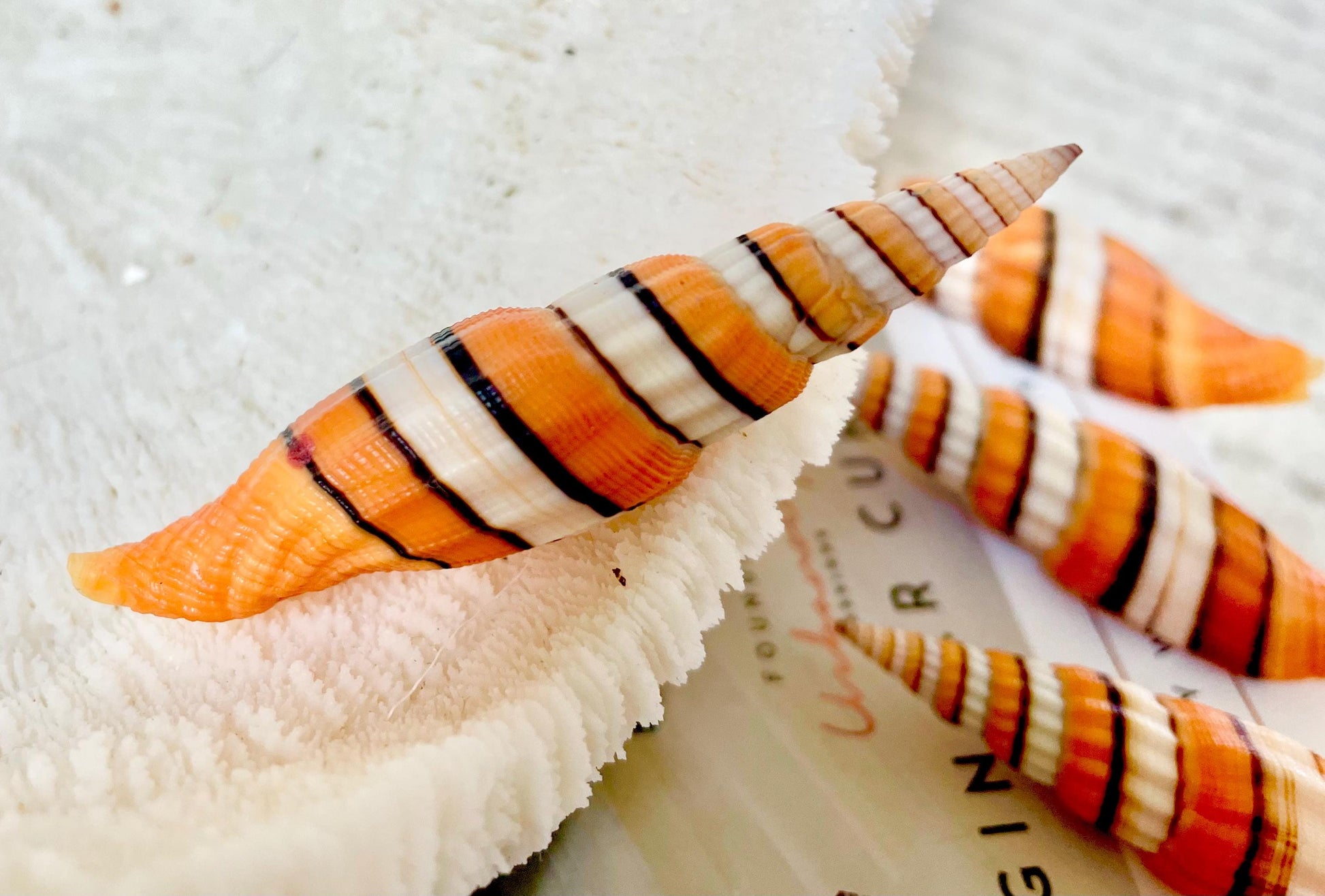 RIBBONED MITER SHELLS X-Large 2-3" Mitre Seashell Vexillum Citrinum Orange White Black Display Specimen Collectible Coastal