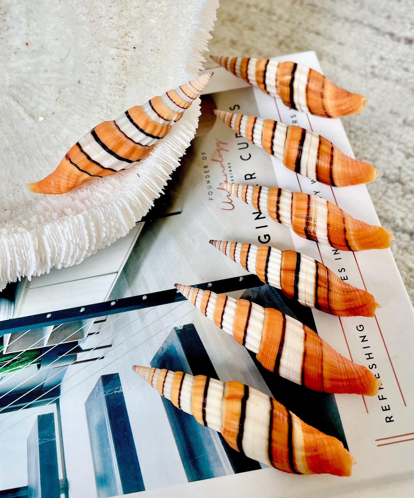 RIBBONED MITER SHELLS X-Large 2-3" Mitre Seashell Vexillum Citrinum Orange White Black Display Specimen Collectible Coastal