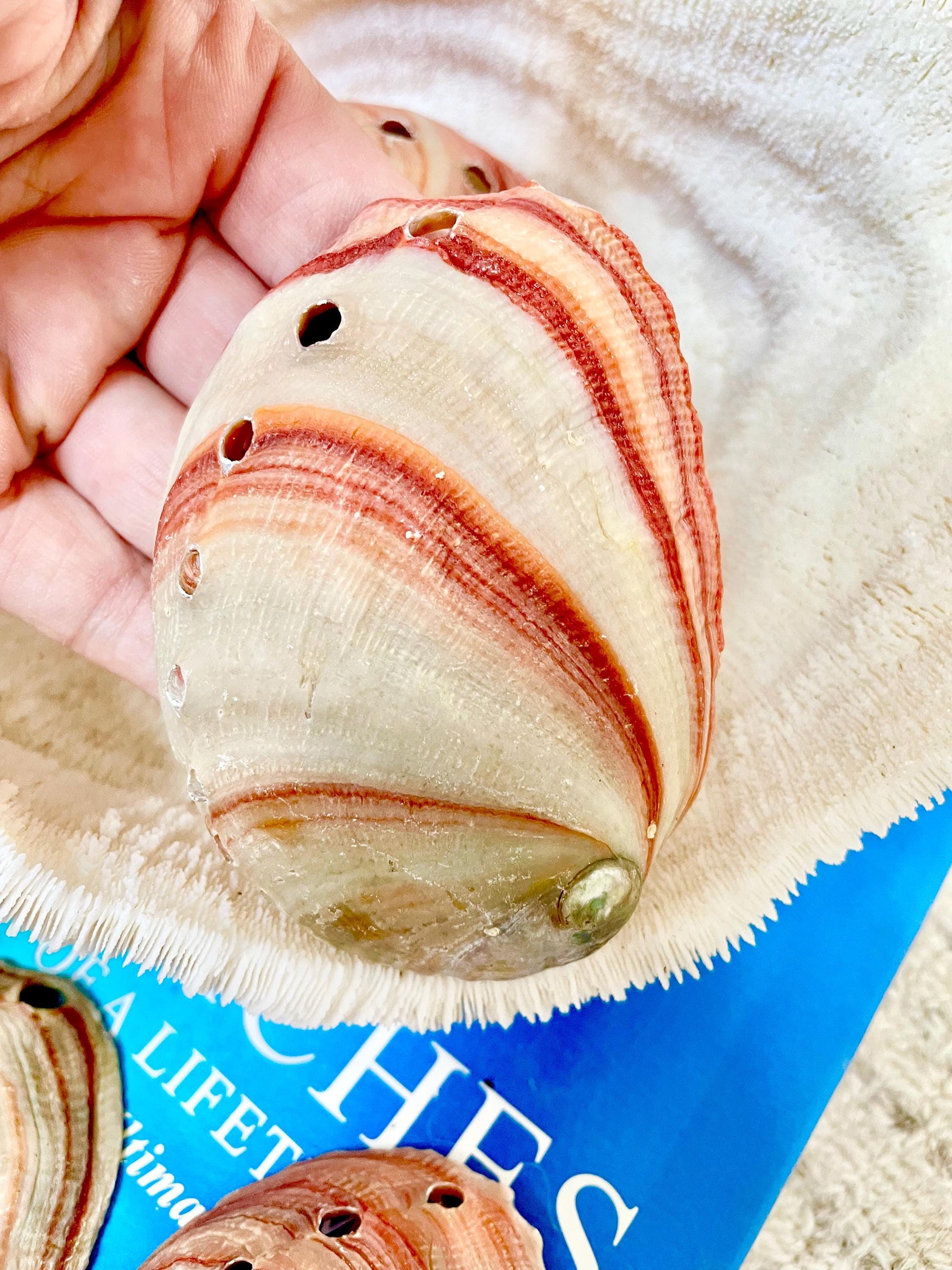 Large Rare & Real! 3.5-4" Long Red Striped Natural Abalone Shells Iridescent Silver Mermaid Shell Sea Coastal Décor Gift Sage Dish