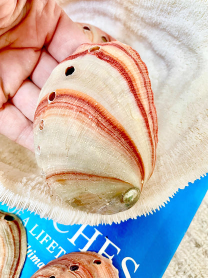 Large Rare & Real! 3.5-4" Long Red Striped Natural Abalone Shells Iridescent Silver Mermaid Shell Sea Coastal Décor Gift Sage Dish