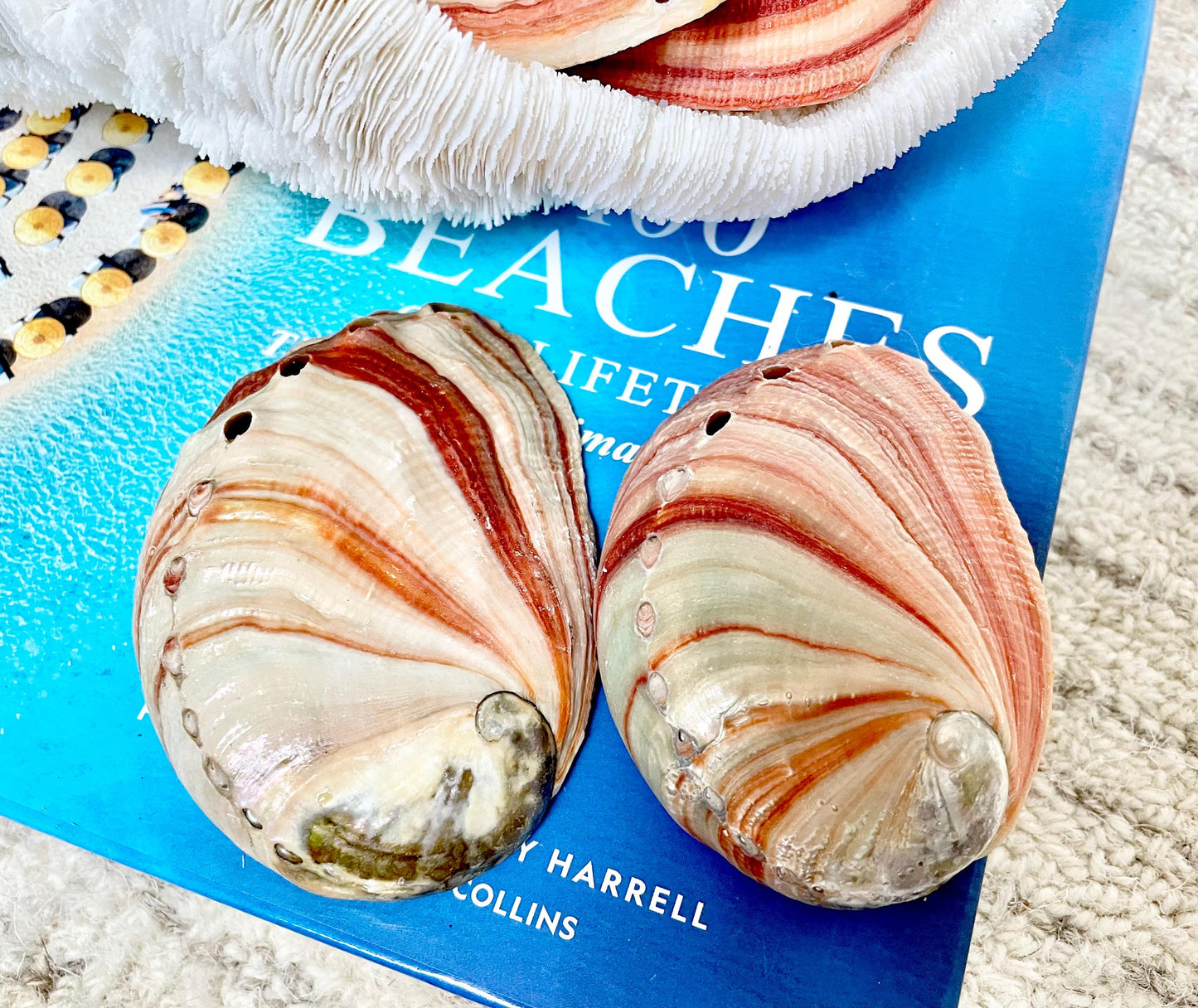 Large Rare & Real! 3.5-4" Long Red Striped Natural Abalone Shells Iridescent Silver Mermaid Shell Sea Coastal Décor Gift Sage Dish