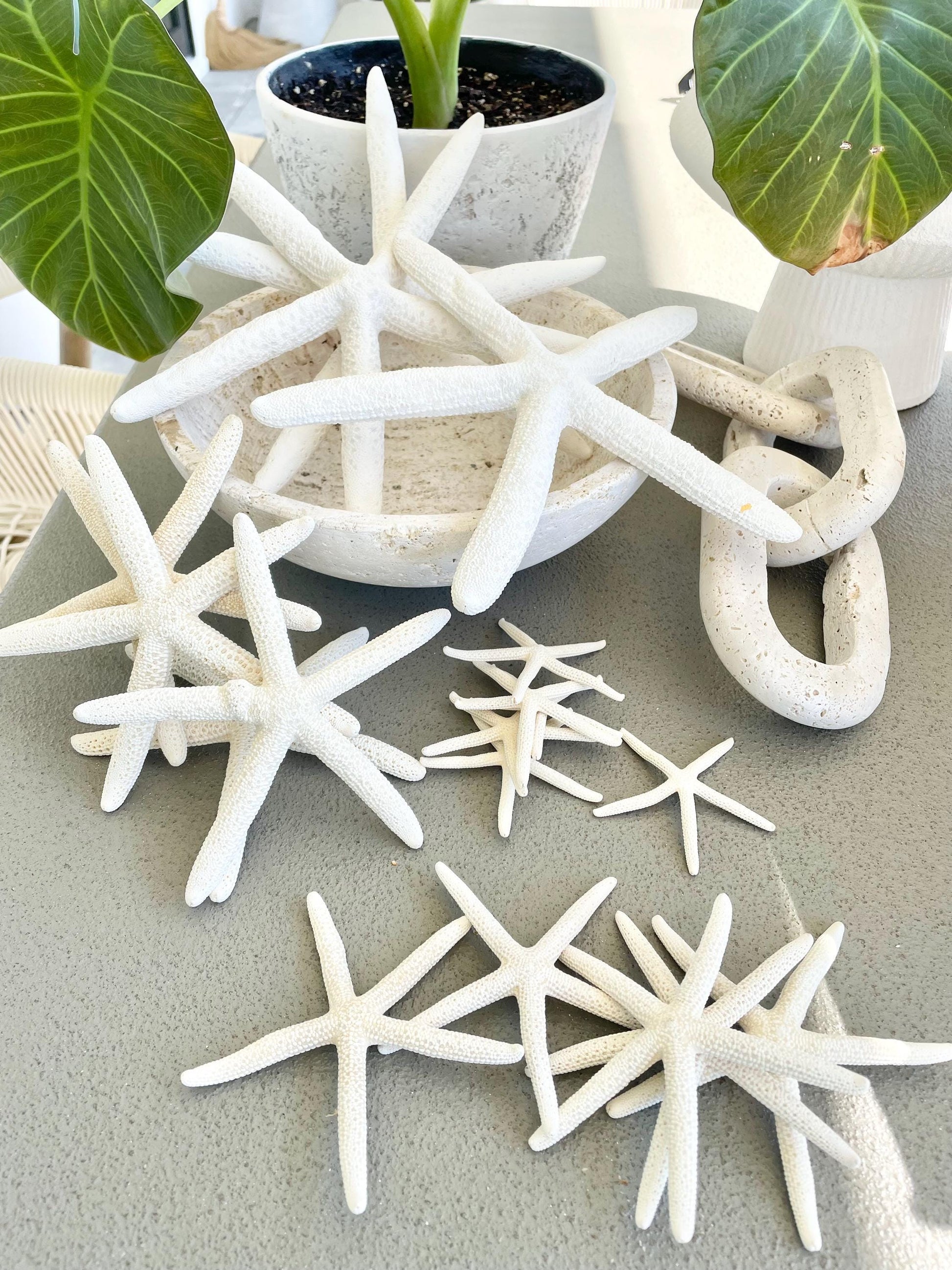 100% Real White Pencil Finger Starfish ALL SIZES Crafts & Coastal Décor Wedding Beach Nautical Sea Stars Natural