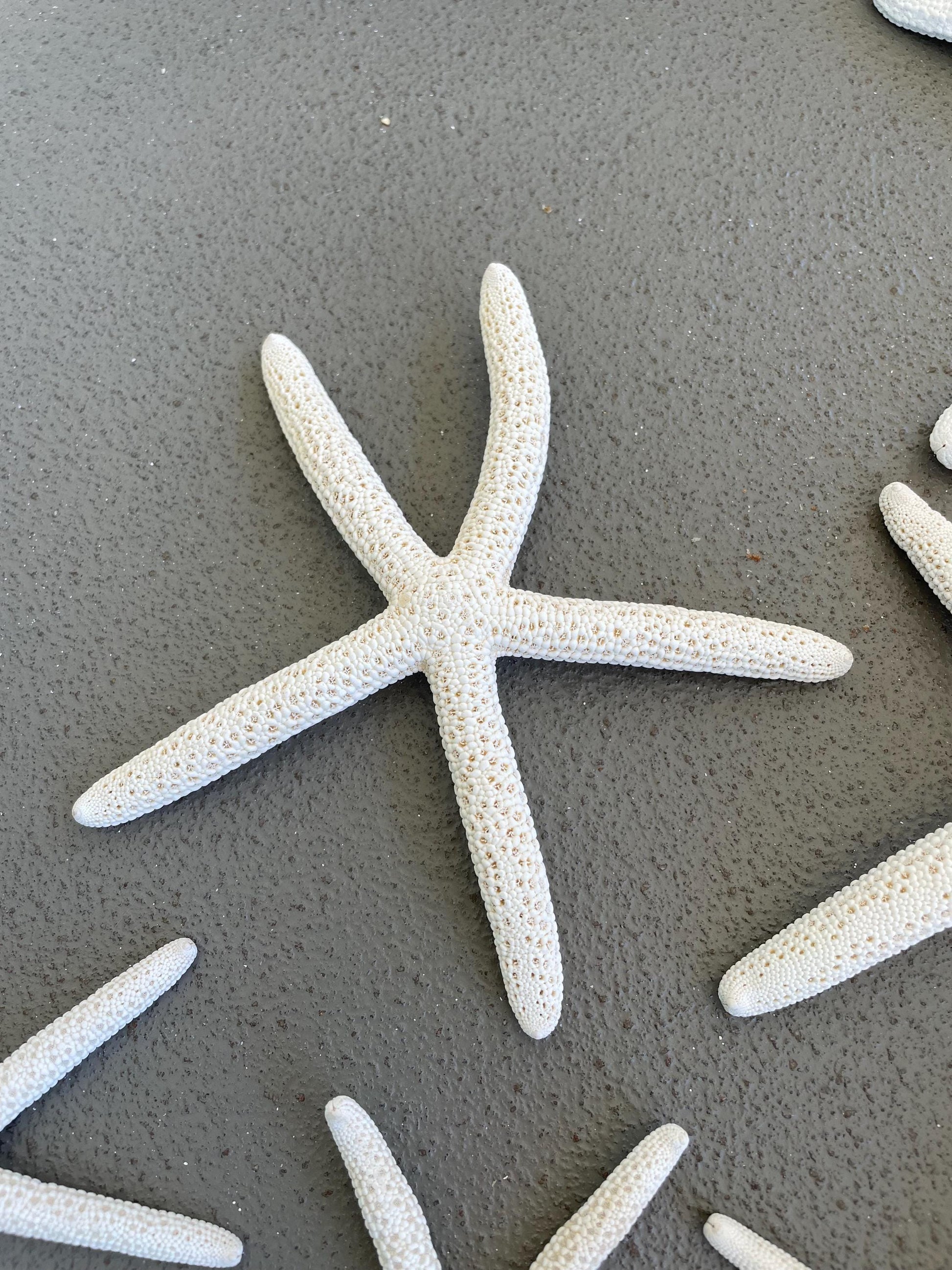100% Real White Pencil Finger Starfish ALL SIZES Crafts & Coastal Décor Wedding Beach Nautical Sea Stars Natural
