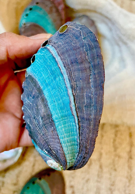 TURQUOISE BLUE RAW Abalone Shells *3.5-4"* Natural Color Iridescent Silver Mermaid Seashell Coastal Décor Gift Sage Dish Striped Shiny