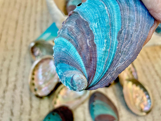TURQUOISE BLUE RAW Abalone Shells *3.5-4"* Natural Color Iridescent Silver Mermaid Seashell Coastal Décor Gift Sage Dish Striped Shiny