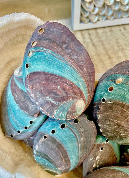 TURQUOISE BLUE RAW Abalone Shells *3.5-4"* Natural Color Iridescent Silver Mermaid Seashell Coastal Décor Gift Sage Dish Striped Shiny