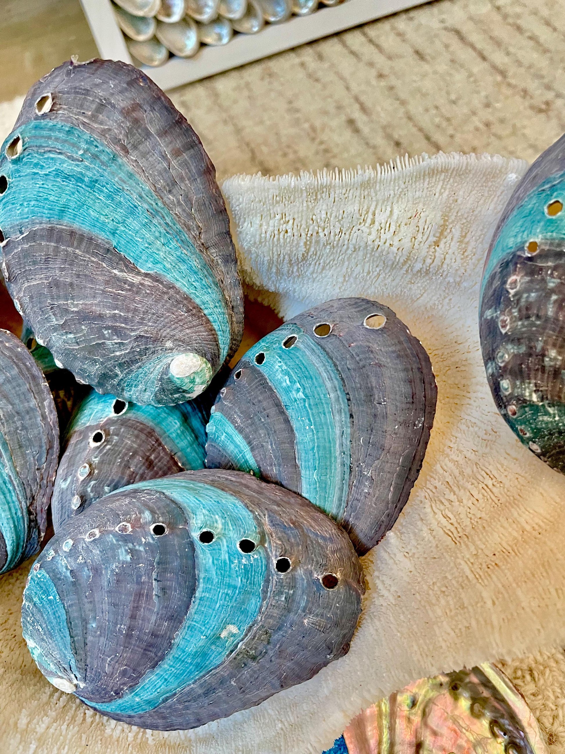 TURQUOISE BLUE RAW Abalone Shells *3.5-4"* Natural Color Iridescent Silver Mermaid Seashell Coastal Décor Gift Sage Dish Striped Shiny