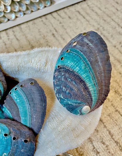 TURQUOISE BLUE RAW Abalone Shells *3.5-4"* Natural Color Iridescent Silver Mermaid Seashell Coastal Décor Gift Sage Dish Striped Shiny