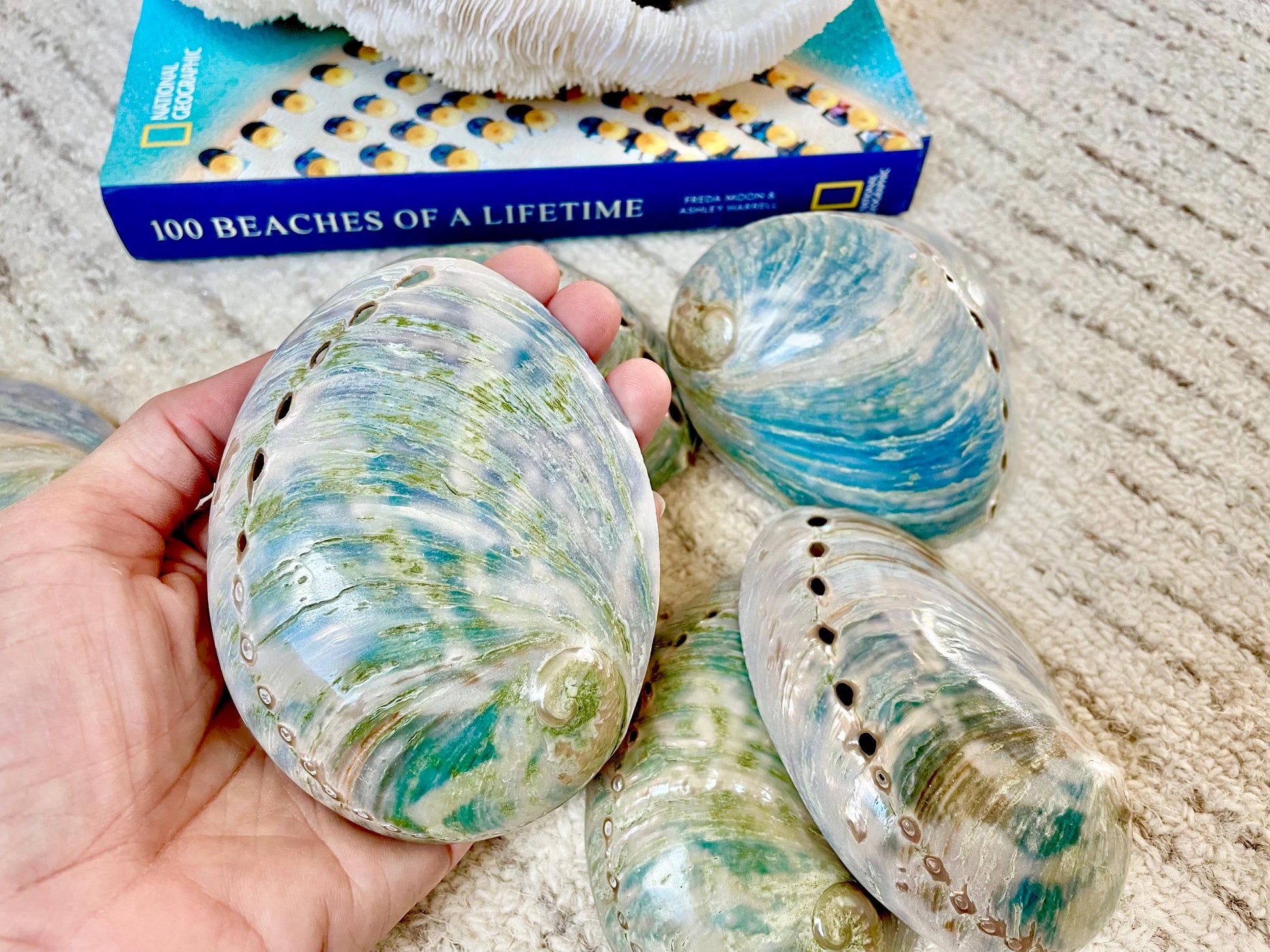BLUE GREEN BUFFED *All Sizes* Abalone Shells Natural Iridescent Silver Mermaid Seashell
