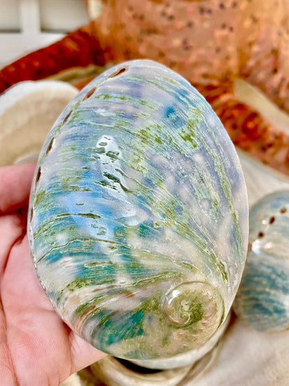 BLUE GREEN BUFFED *All Sizes* Abalone Shells Natural Iridescent Silver Mermaid Seashell