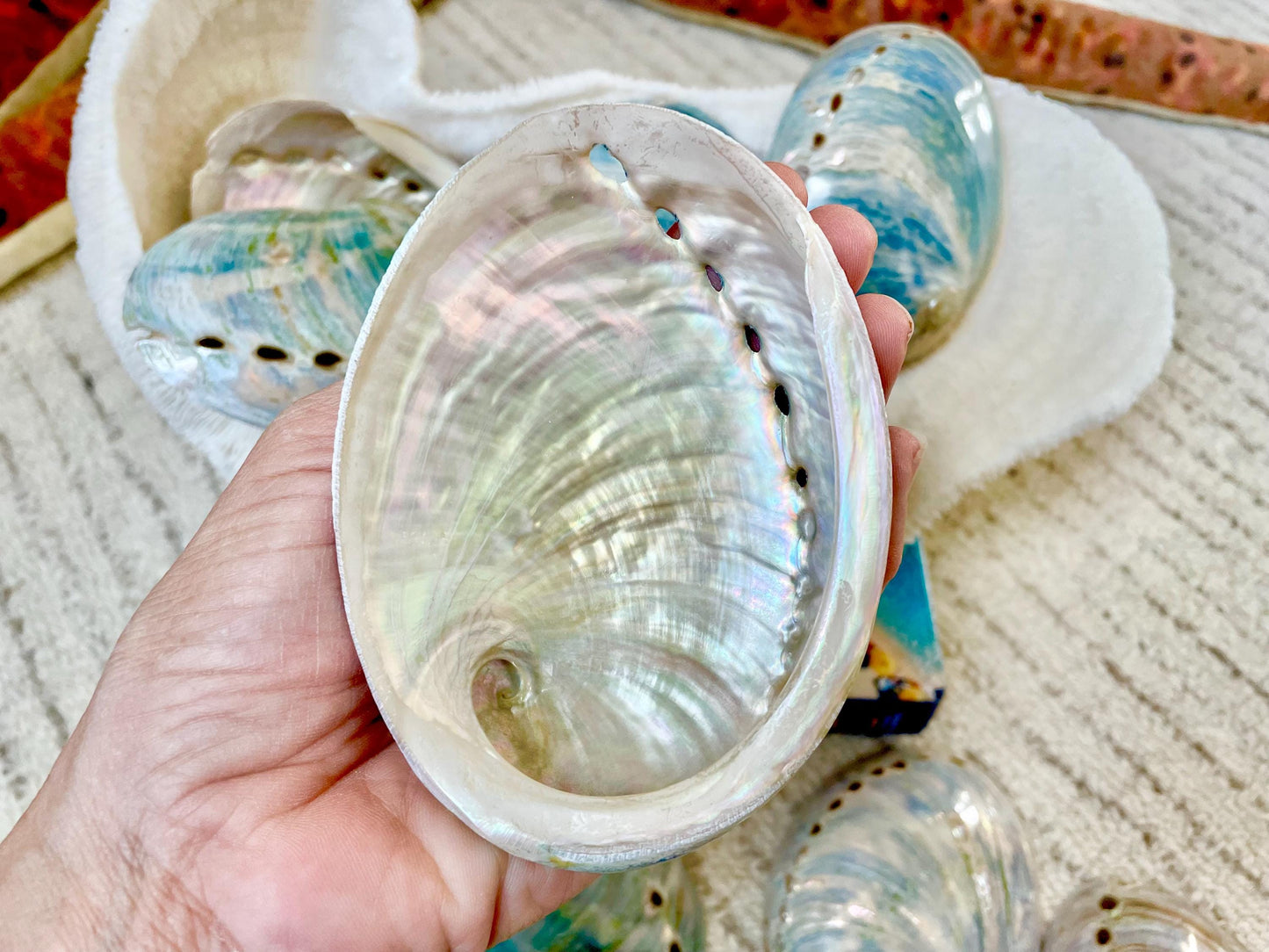 BLUE GREEN BUFFED *All Sizes* Abalone Shells Natural Iridescent Silver Mermaid Seashell
