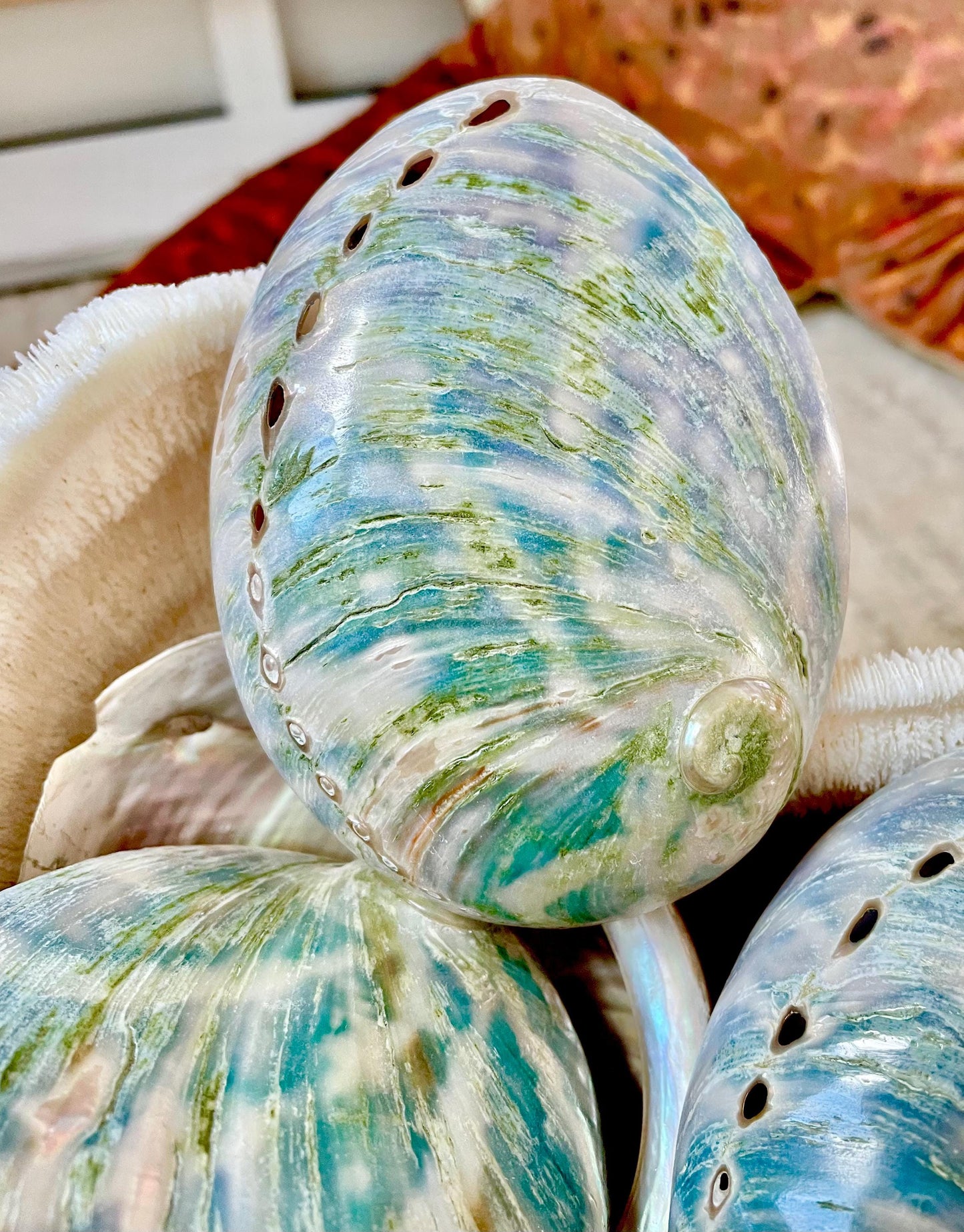 BLUE GREEN BUFFED High Shine Abalone Shells *All Sizes* Natural Iridescent Silver Mermaid Seashell Coastal Décor Gift Sage Dish