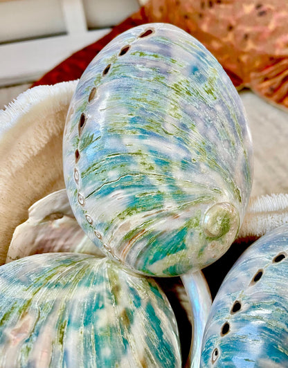 BLUE GREEN BUFFED High Shine Abalone Shells *All Sizes* Natural Iridescent Silver Mermaid Seashell Coastal Décor Gift Sage Dish