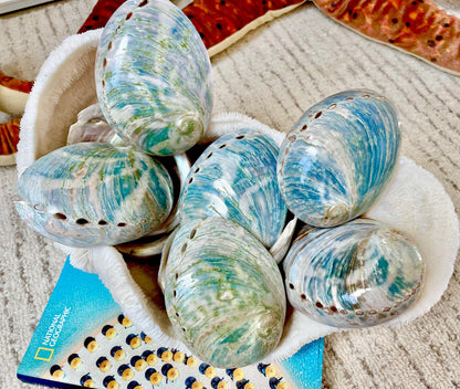 BLUE GREEN BUFFED High Shine Abalone Shells *All Sizes* Natural Iridescent Silver Mermaid Seashell Coastal Décor Gift Sage Dish