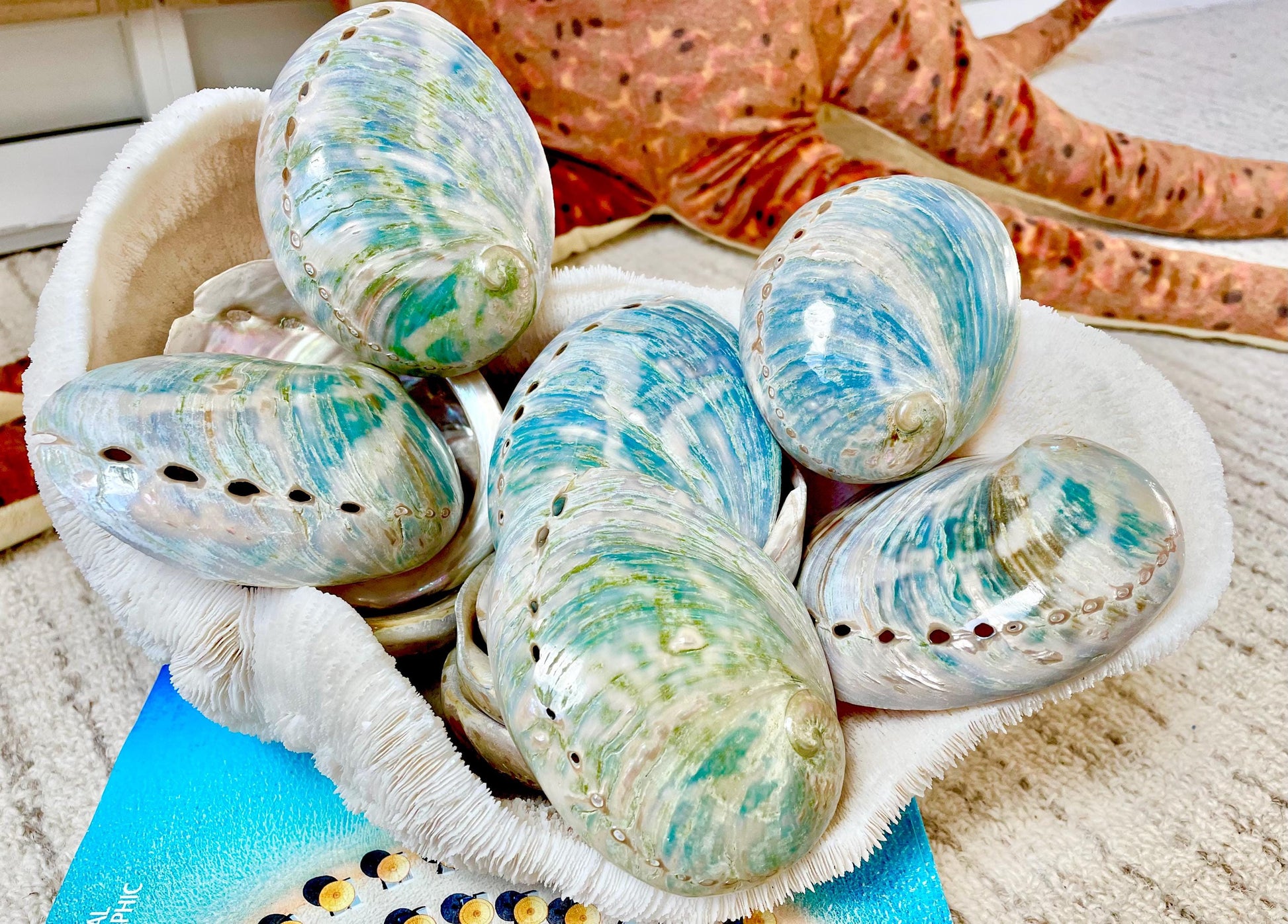 BLUE GREEN BUFFED High Shine Abalone Shells *All Sizes* Natural Iridescent Silver Mermaid Seashell Coastal Décor Gift Sage Dish
